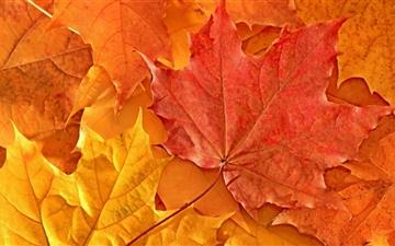 Oak Leaves All Mac wallpaper