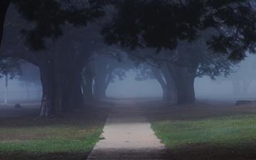 Trees In The Misty All Mac wallpaper