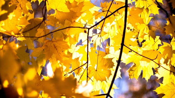Yellow Maple Leaves Mac Wallpaper