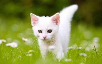 Cute White Kitten MacBook Air wallpaper
