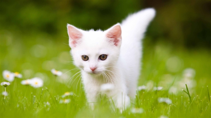Cute White Kitten Mac Wallpaper