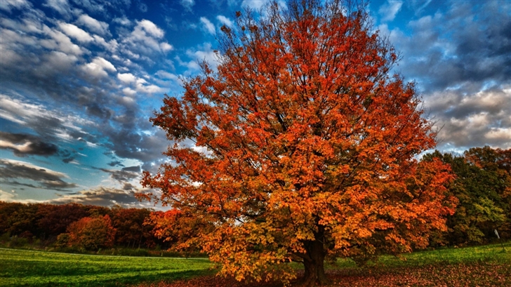 Autumn Tree Mac Wallpaper