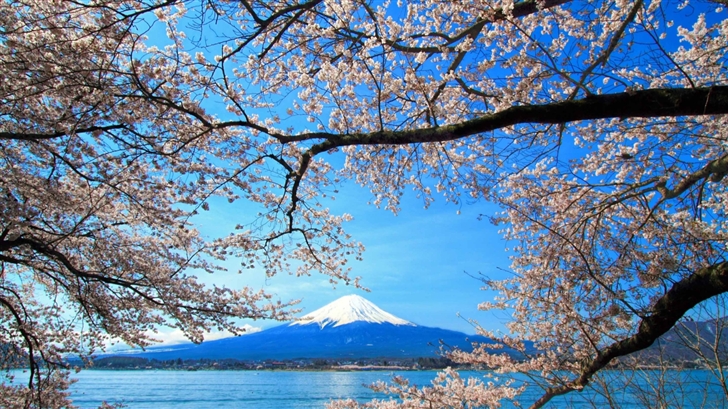 Sakura And Mount Fuji Mac Wallpaper