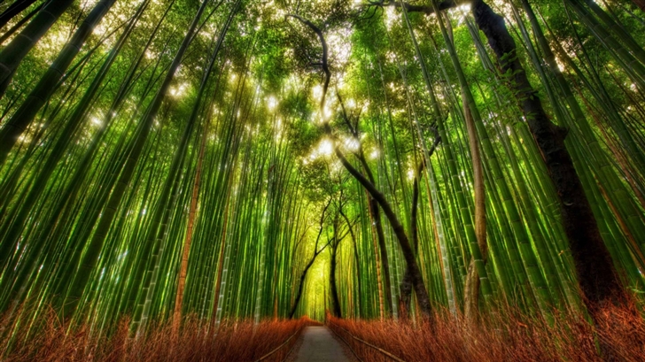 Bamboo Forest Mac Wallpaper