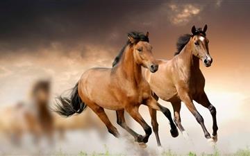 Horses Running All Mac wallpaper