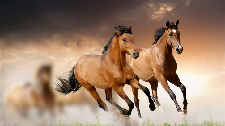 Horses Running Mac Wallpaper