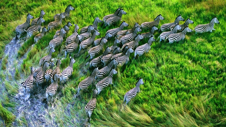 Mac Os X Retina Zebras Mac Wallpaper