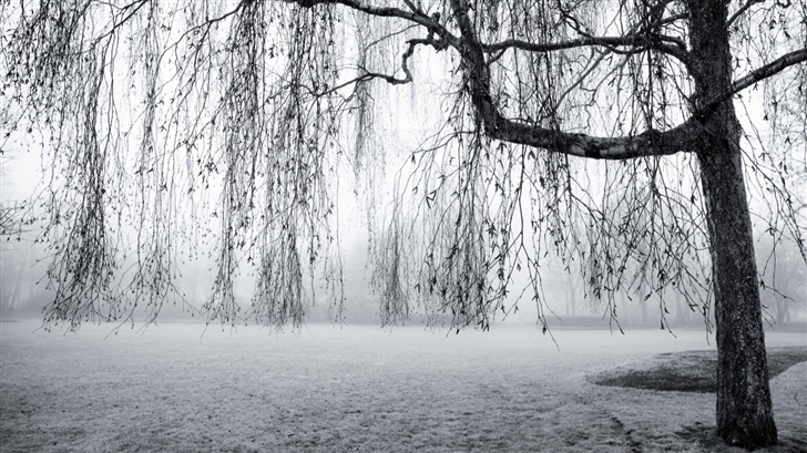 Spring Mist Black And White Mac Wallpaper