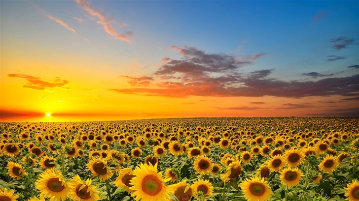 Sunset Over Sunflowers Field Mac Wallpaper