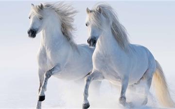White Horses All Mac wallpaper