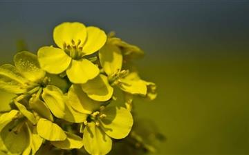 Yellow Mustard Flowers MacBook Air wallpaper