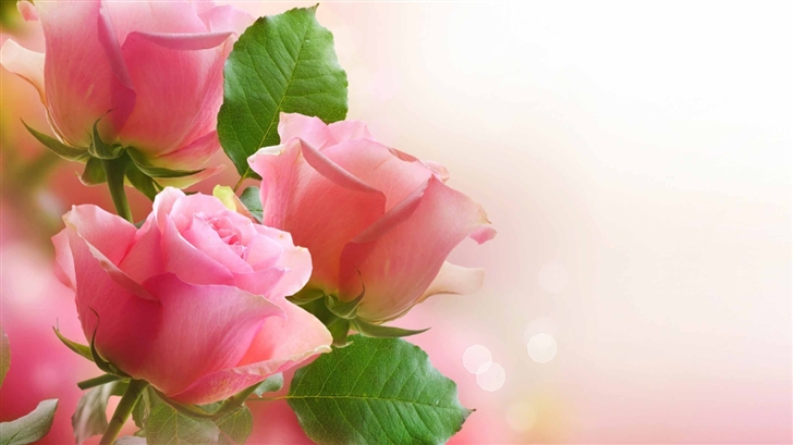 Light Pink Roses Mac Wallpaper