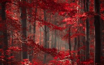 Enchanted Forest All Mac wallpaper