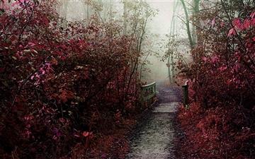 Autumn Mist Path All Mac wallpaper
