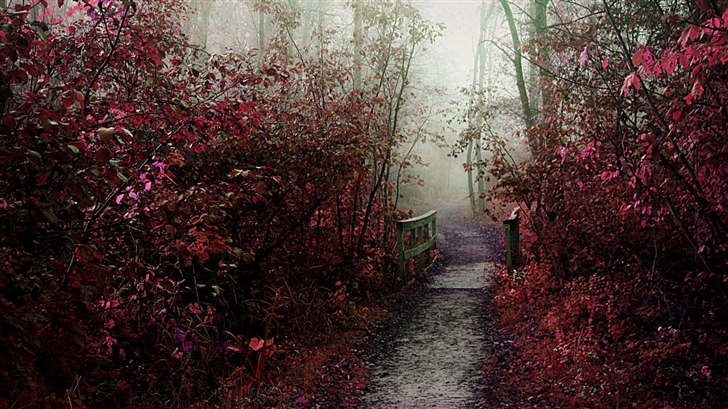 Autumn Mist Path Mac Wallpaper