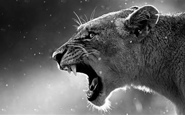 The Lioness All Mac wallpaper