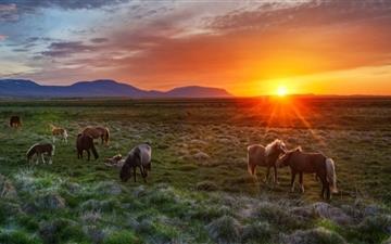 Wild Horses At Sunset All Mac wallpaper