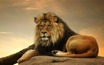 Big Lion On Stone MacBook Pro wallpaper