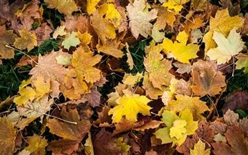 Autumn Leaves All Mac wallpaper