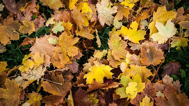 Autumn Leaves Mac Wallpaper