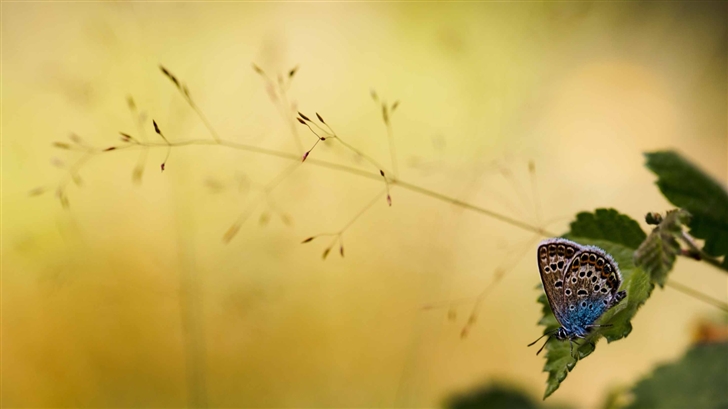 Brown And Blue Butterfly Mac Wallpaper