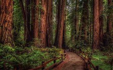 Cathedral Grove Rainforest All Mac wallpaper