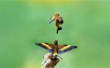 Goldfinch Birds All Mac wallpaper