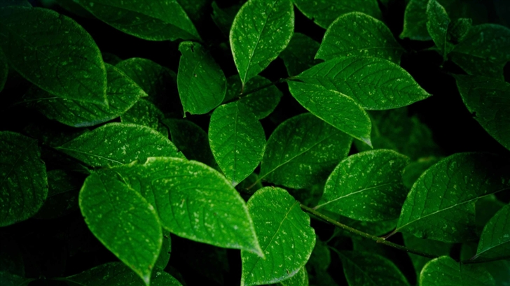 Green Leaves Mac Wallpaper