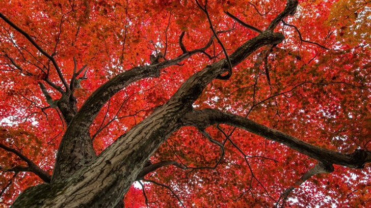 Japanese Maple Late Autumn Scene Mac Wallpaper