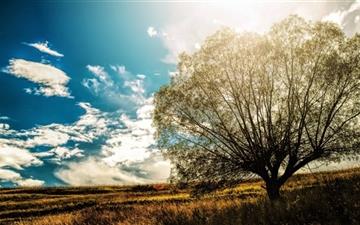 Lonely Tree In The Field All Mac wallpaper