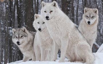 White Wolves Pack MacBook Pro wallpaper