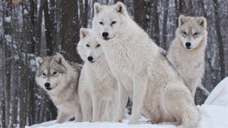 White Wolves Pack Mac Wallpaper