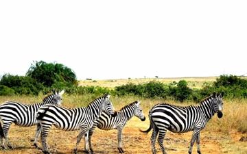 Zebras Lined Up MacBook Air wallpaper