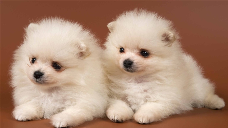 Pomeranian Puppies Mac Wallpaper