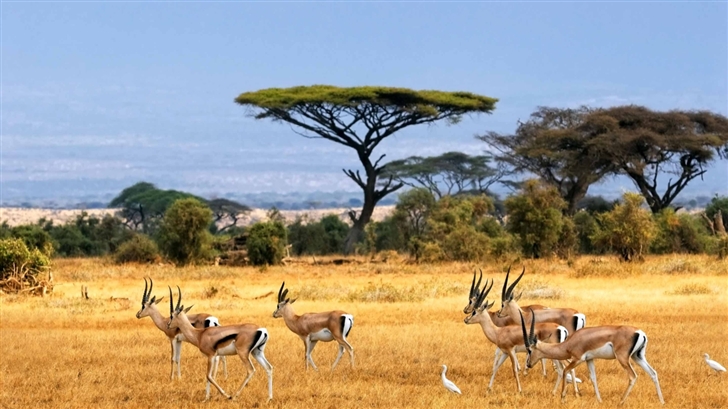 The Antelopes Mac Wallpaper