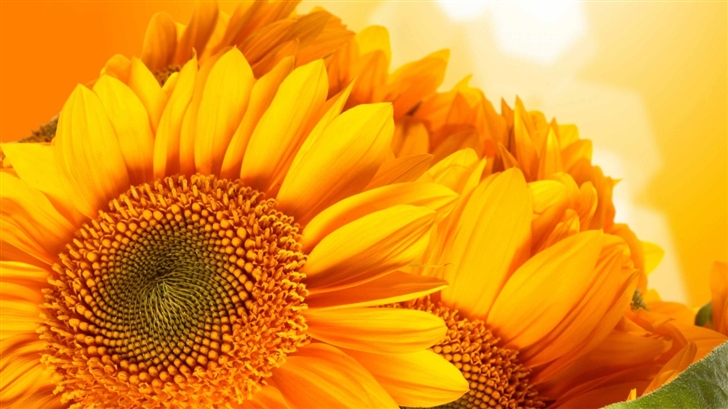 Golden Sunflowers Mac Wallpaper