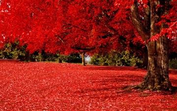 Red Autumn All Mac wallpaper