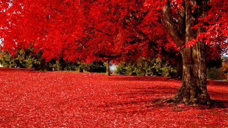 Red Autumn Mac Wallpaper