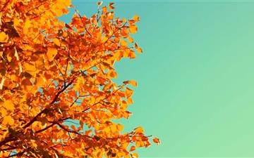 Autumn Colors MacBook Air wallpaper