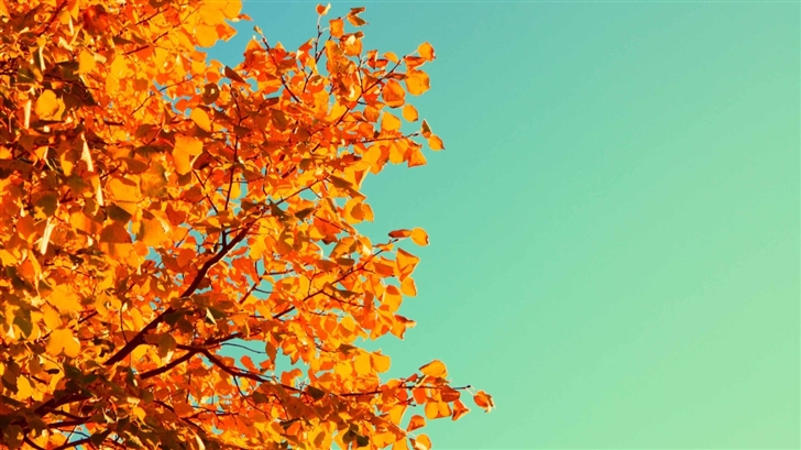 Autumn Colors Mac Wallpaper Download Allmacwallpaper