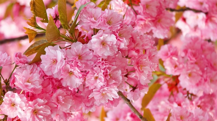 Beautiful Pink Japanese Sakura Tree Mac Wallpaper