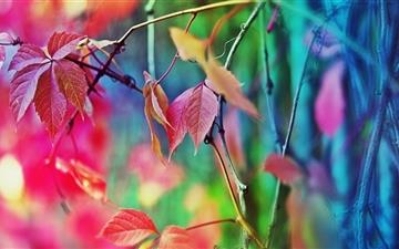 Colorful Leaves All Mac wallpaper