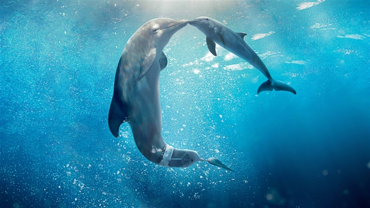 Dolphin Tale Mac Wallpaper