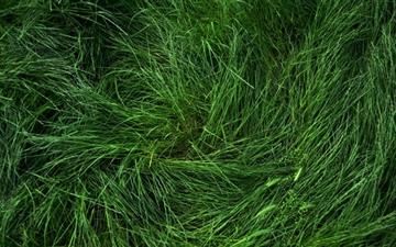 Flattened Grass All Mac wallpaper