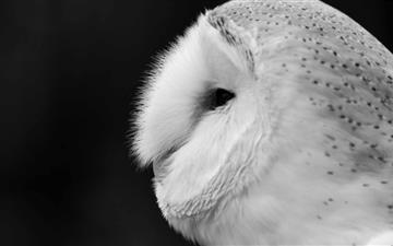 Barn Owl Black And White All Mac wallpaper