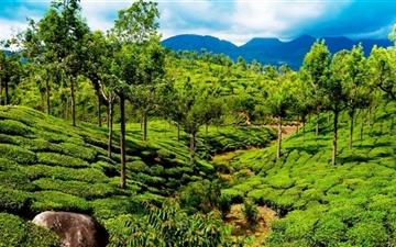 Green Tea Field Kerala India All Mac wallpaper