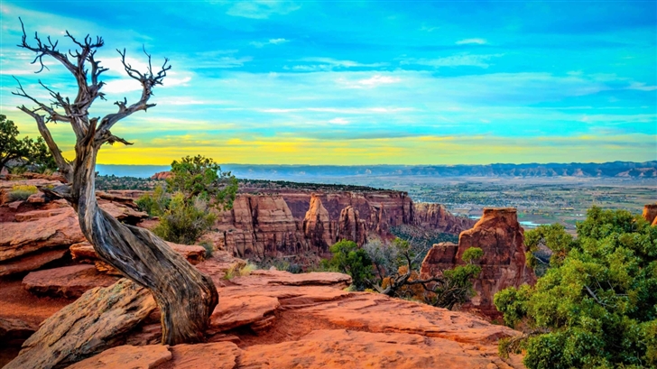 Monument Canyon Colorado Tree Mac Wallpaper