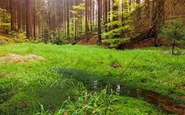 Nature Swamp In The Forest All Mac wallpaper