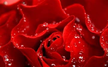 Love Is Like A Red Rose All Mac wallpaper