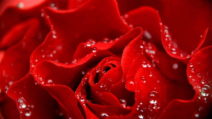 Love Is Like A Red Rose Mac Wallpaper